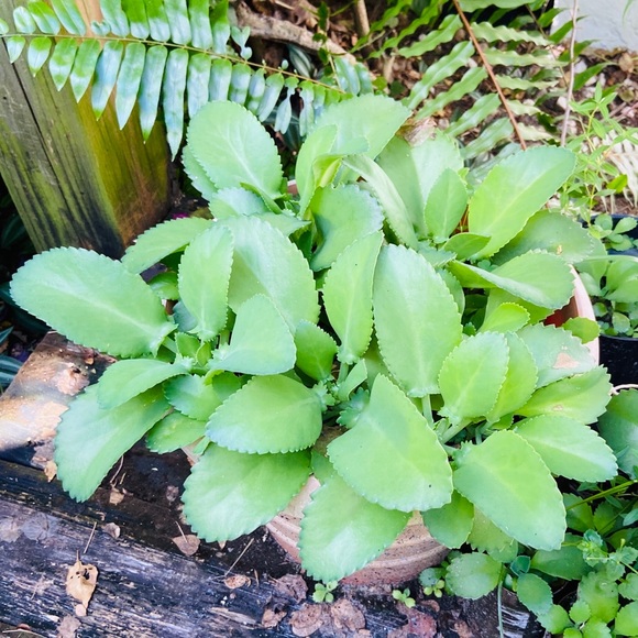 🌱3 LG Kalanchoe Mother of Thousands live Plants - Picture 4 of 16
